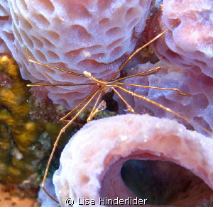 Arrow Crab on purple vase sponge! by Lisa Hinderlider 